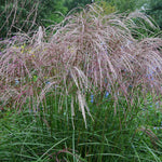 Miscanthus grass produces these decorative seed heads in late summer to fall.