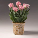 Spring Blooming Tulip Bulbs Pot