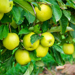 Mutsu are pretty, greenish yellow apples with a crisp sharp-sweet flavor.
