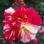 Maurice Utrillo™ Rose Tree