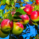 McIntosh Apple trees produce a reliable crop of moderately large apples.