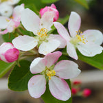 Each spring your apple tree will flower with white flowers with a touch of pink.