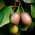 Meader Kiwi vine is the perfect pollinating partner for the Anna and has a sweetly tart flavor.