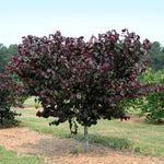 Deep red purple leaves all summer. <br /> Photo courtesy of PlantHaven International, planthaven.com