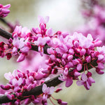 Classic Redbud flowers in spring.