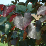 The Merlot has glossier leaves than other redbuds. <br /> Photo courtesy of PlantHaven International, planthaven.com