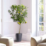 Your lemon tree can survive indoors in the winter if kept near a sunny window, like this mature tree.