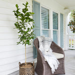 Even when not fruiting lemon trees are attractive in containers on patios.