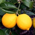 Meyer Lemons are a cross of a lemon and orange creating a unique flavor.