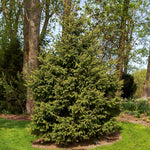 Meyer Spruce Tree