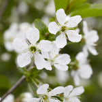 Your cherry tree will bloom with white flowers every spring.