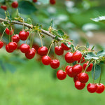 Montmorency cherries ripen in mid-June.