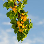 Harvest your Moorpark Apricots in late July through August.