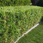 Multi-plex bamboo is a densely clumping bamboo that is great for hedges, like these mature plants.