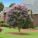 Muskogee Crape Myrtle is a large crape tree reaching heights of up to 30 feet.