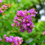 Muskogee  Crape Myrtles have a bright purple bloom.
