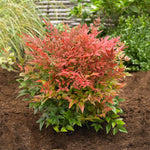 A young Obsession Nandina transitioning to it's fall colors