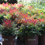 Our 3 gallon Obsession Nandina