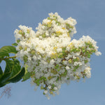  Natchez Crape Myrtles have a true white bloom.