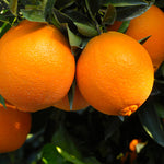 Navel oranges ripen November thru June.