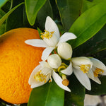 Your orange tree will have very fragrant blossoms.