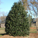 The Nellie makes a beautiful evergreen specimen tree.