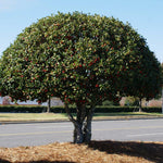 Prune your mature Nellie Holly into a formal tree.