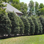 Nellie R. Stevens Holly pruned into a high natural fence.