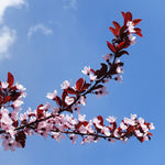 Every spring your Newport Flowering Plum will be covered in light pink flowers.
