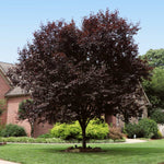 Newport Plum Tree
