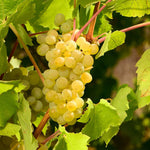 Niagara Grapes turn from pale green to yellow as they become fully ripe in September.