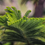 Norfolk Island Pines have soft, uniform branches.