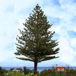 Norfolk Island Pine Tree