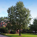 Northern Oaks are the fastest growing of the oaks.