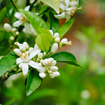Your citrus tree will produce small white blossoms with an intoxicating perfume. 