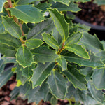 Oak Leaf™ Holly Tree