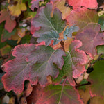 Multicolored Fall Folliage