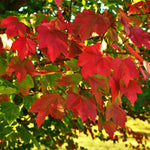 Dense Red Fall Color