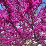 Oklahoma Redbud has pinker blooms than it's eastern cousin.
