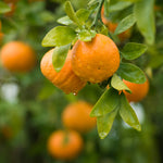 Satsuma Mandarins have a greater cold tolerance than other citrus.