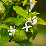 Your citrus tree will produce small white blossoms with an intoxicating perfume.