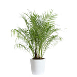 Pygmy Date Palm Tree