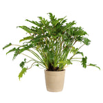 Xanadu Philodendron (Winterbourn) Plant