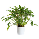 Xanadu Philodendron (Winterbourn) Plant