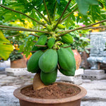 Papaya Trees can be grown in pots on your patio.
