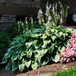 Patriot Hostas bloom in midsummer with white flowers that have just a touch of lavender.