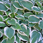 Patriot Hostas are great for shady spots.