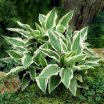 Patriot Hostas are great for shady spots.