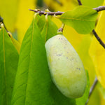 Our grafted Paw Paw trees produce larger fruit 1-2 years after the graft.