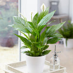 Air-Purifying House Plant Kit